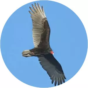 Turkey vulture