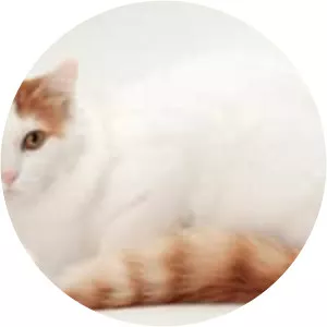 Turkish Van