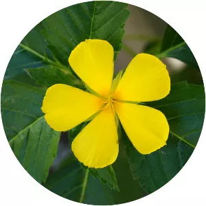 Turnera ulmifolia - Plants