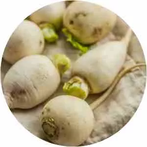 Turnip - Root vegetables