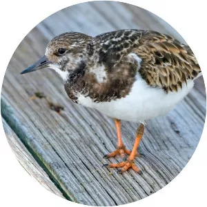 Turnstone