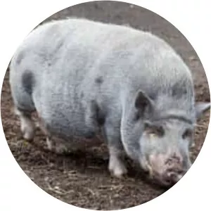 Turopolje pig
