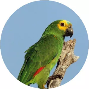 Turquoise-fronted amazon