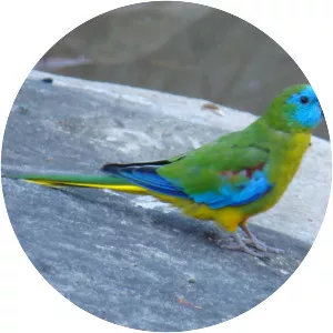 Turquoise parrot - Bird