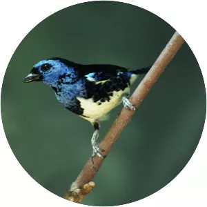Turquoise tanager