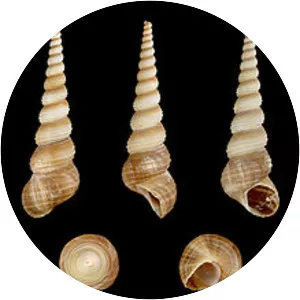 Turritella terebra