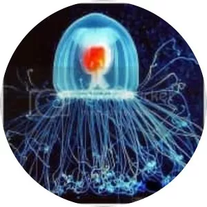 Turritopsis nutricula