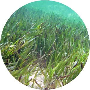 Turtle grass