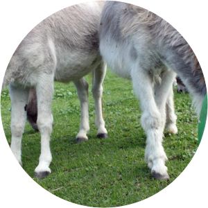 Turtle Valley Donkey Refuge