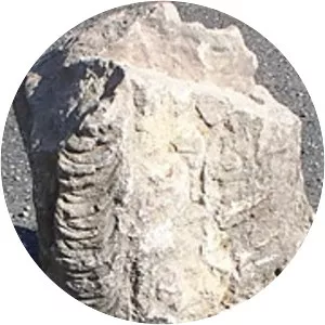 Tuscarora Sandstone - 