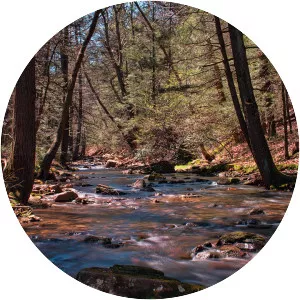 Tuscarora State Forest - 