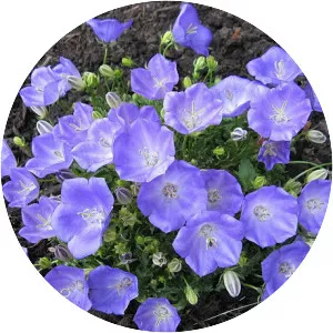 Tussock bellflower - Plants