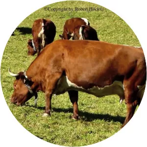 Tux-Zillertal - Domesticated cattle breed