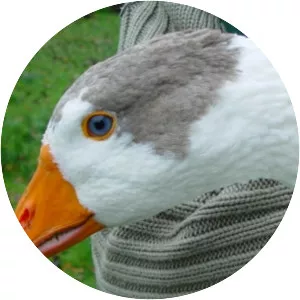 Twente goose (Twentse landgans) photograph