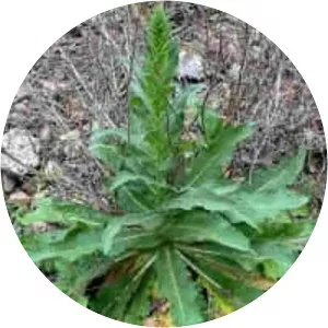 Twiggy Mullein
