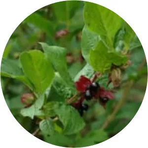 Twinberry honeysuckle