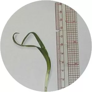 Twinleaf onion
