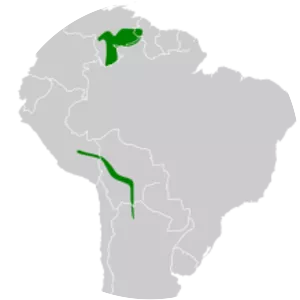 Two-banded warbler - Bird