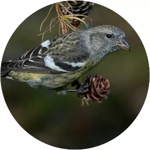 Two-barred crossbill
