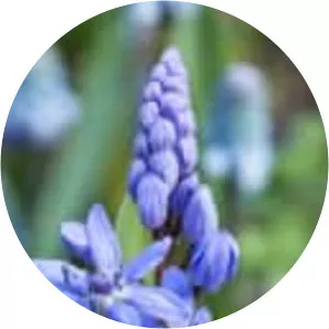 Two-leaf squill - Plants