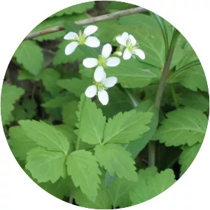 Two-leaved toothwort