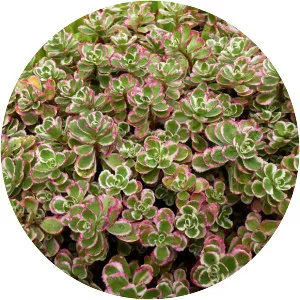Two-row stonecrop (Kırmızı Damkoruğu)