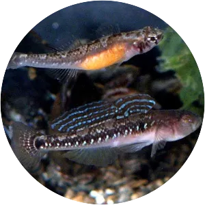 Two-spotted goby