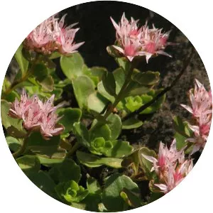 Tworow stonecrop
