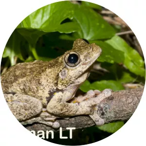 Tyler's tree frog