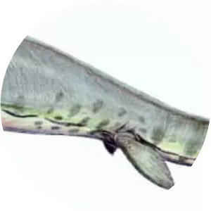 Tylosaurus