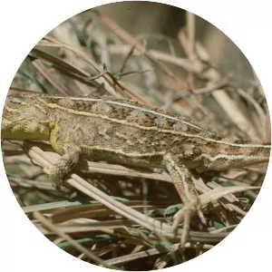 Tympanocryptis pinguicolla