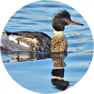 Typical mergansers (Mergus)