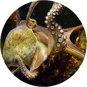 Typical octopuses - Animal