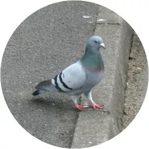 Typical pigeons