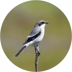 Typical shrikes