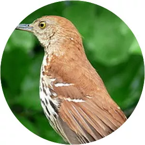 Typical thrashers - Bird