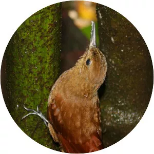 Tyrannine woodcreeper