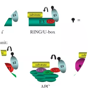 Ubiquitin ligase - Protein