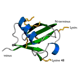 Ubiquitin - Protein