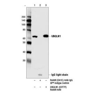 UBQLN1