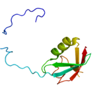 UBQLN2 - Protein