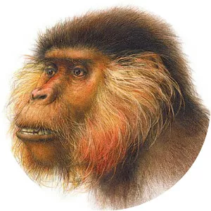 Ugandapithecus - 