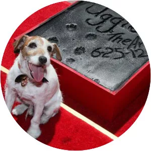 Uggie - Russell terrier