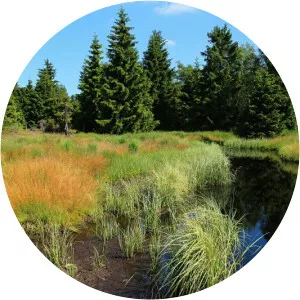 úhošť novodomské rašeliniště