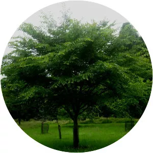 Ulmus davidiana