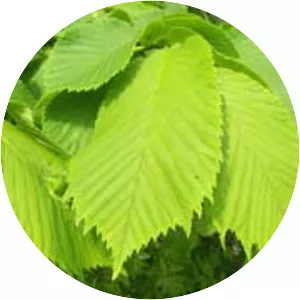 Ulmus glabra - Plants