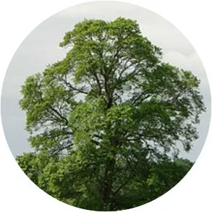 Ulmus minor