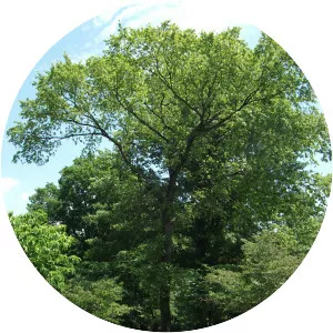 Ulmus serotina