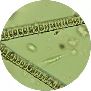 Ulotrichales