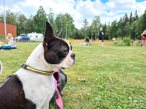 Ulricehamns Brukshundklubb - Dog trainer in Sweden